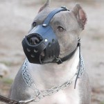 pitt_bull pitt_bull