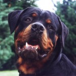 rottweiler rottweiler