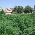 coltivazione di canapa