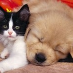 cane_gatto343