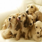 foto_cani_7011