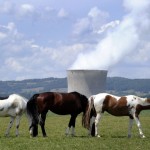 Horses graze in front of the Leibstadt n Horses graze in front of the Leibstadt n