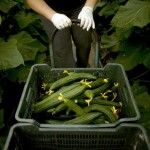 A farmer harvests cucumbers at a greenho A farmer harvests cucumbers at a greenho